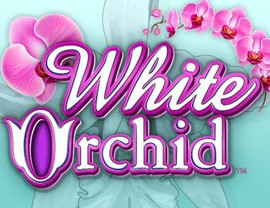 White Orchid